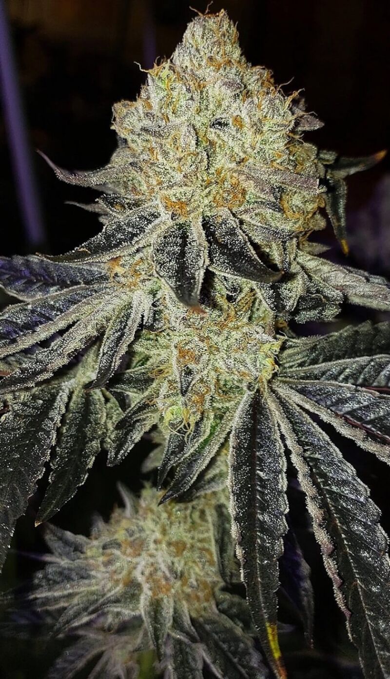 Mandarina Zkittlez F1 Regular, Фасовка: 8